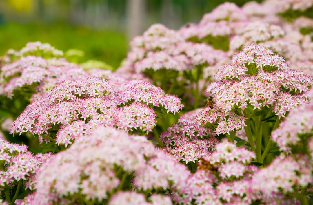 就在明天！衙门口城市森林公园正式开园！又多一个好去处~