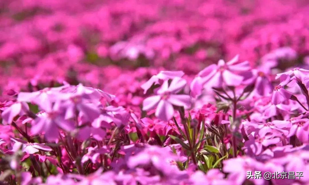 花开正艳！快来昌平这个公园邂逅“粉紫色花海”
