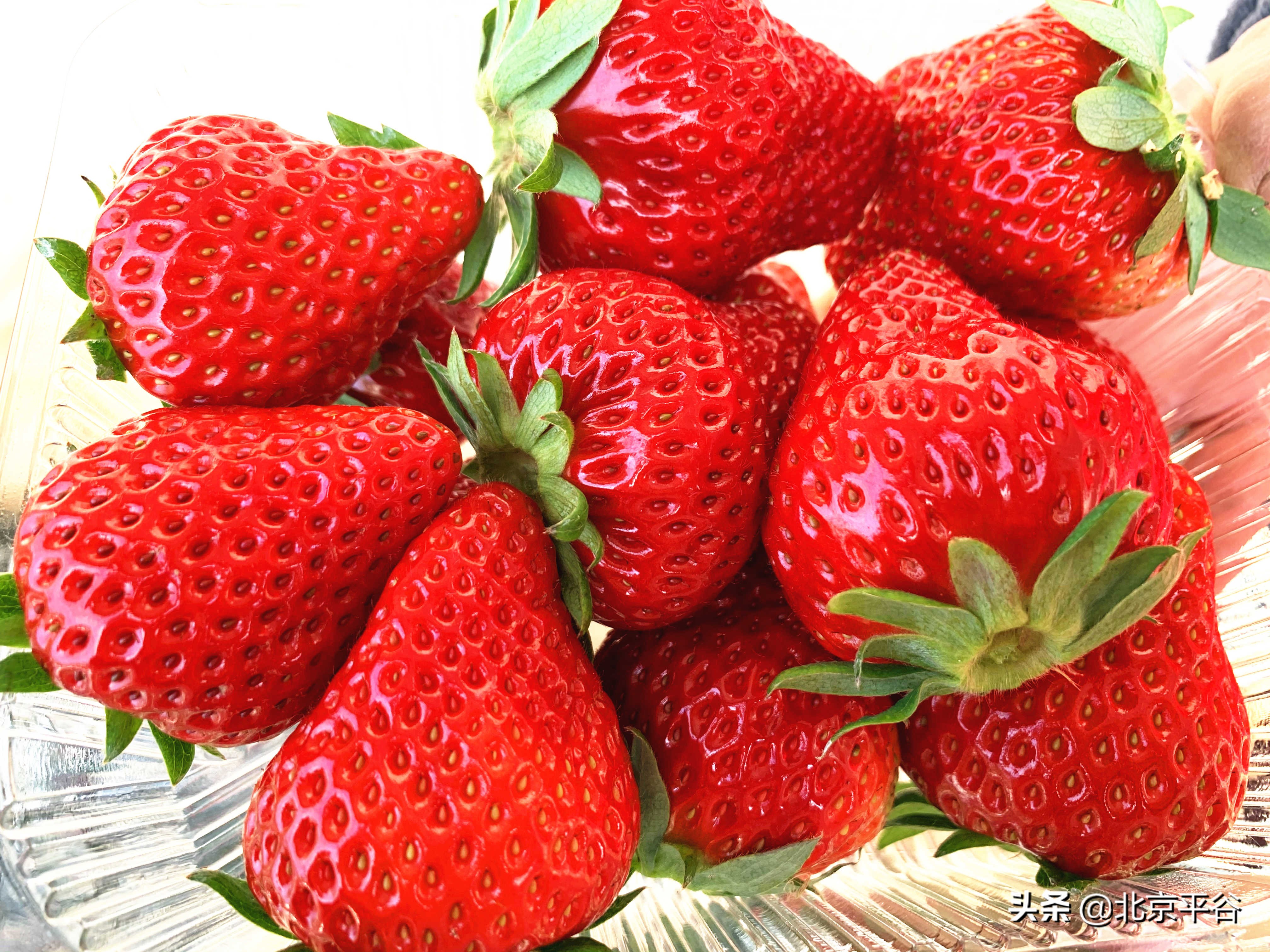 马坊草莓成为春节“平谷好物”热销品