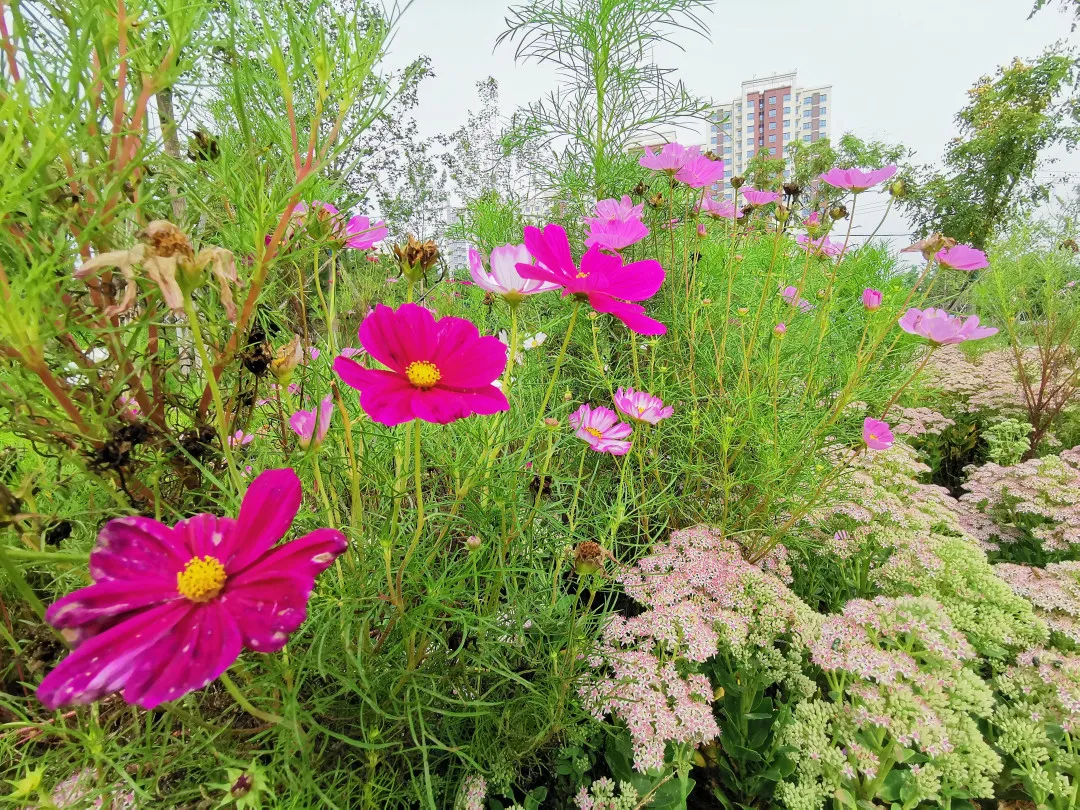 就在明天！衙门口城市森林公园正式开园！又多一个好去处~