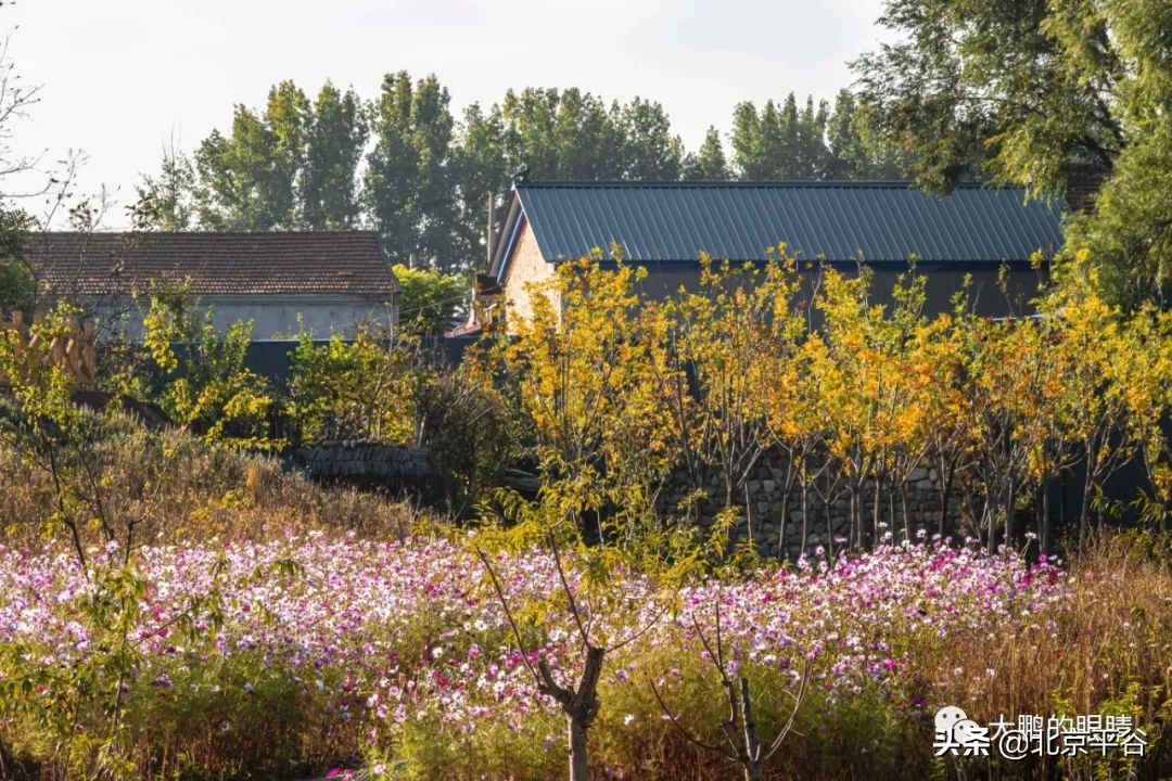 打造农村综合体！这个秋天，遇见平谷“大美周庄”