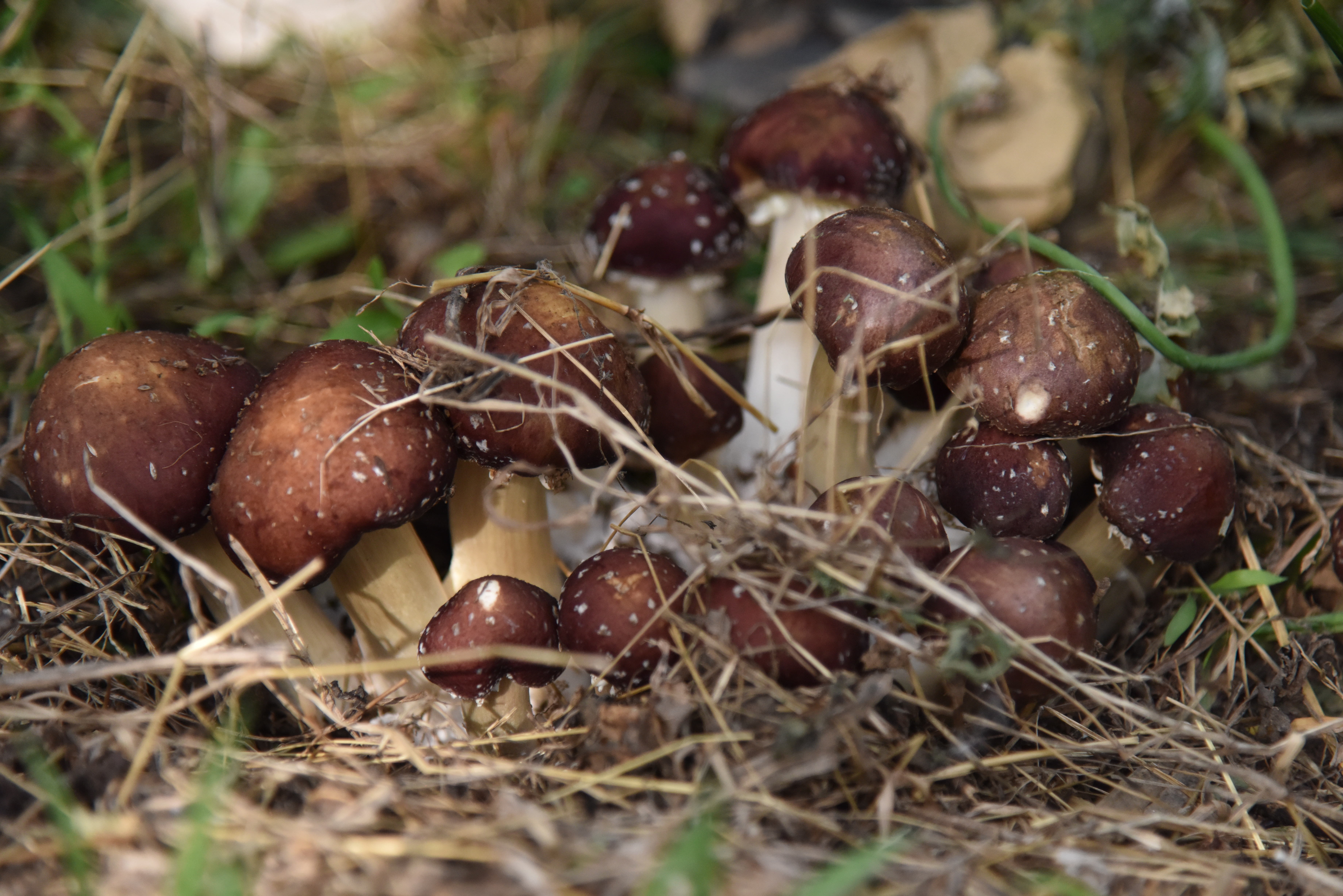 鲜桃季后收菌菇 平谷大华山镇种植赤松茸撑起“致富伞”