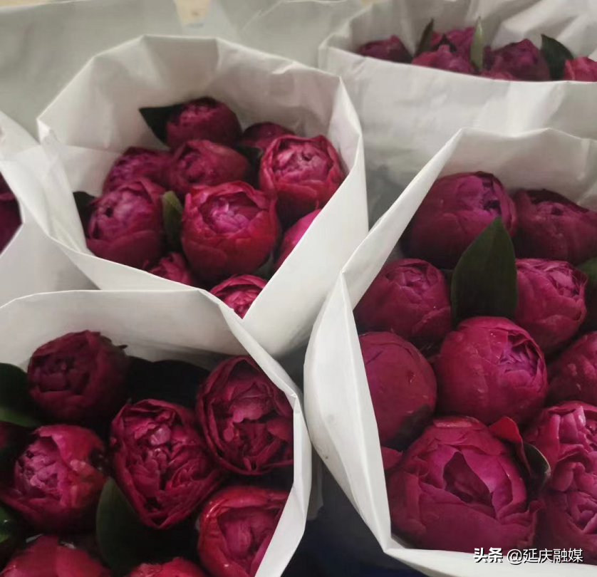 美丽乡村延庆香营乡 芍药花开出致富“新希望”