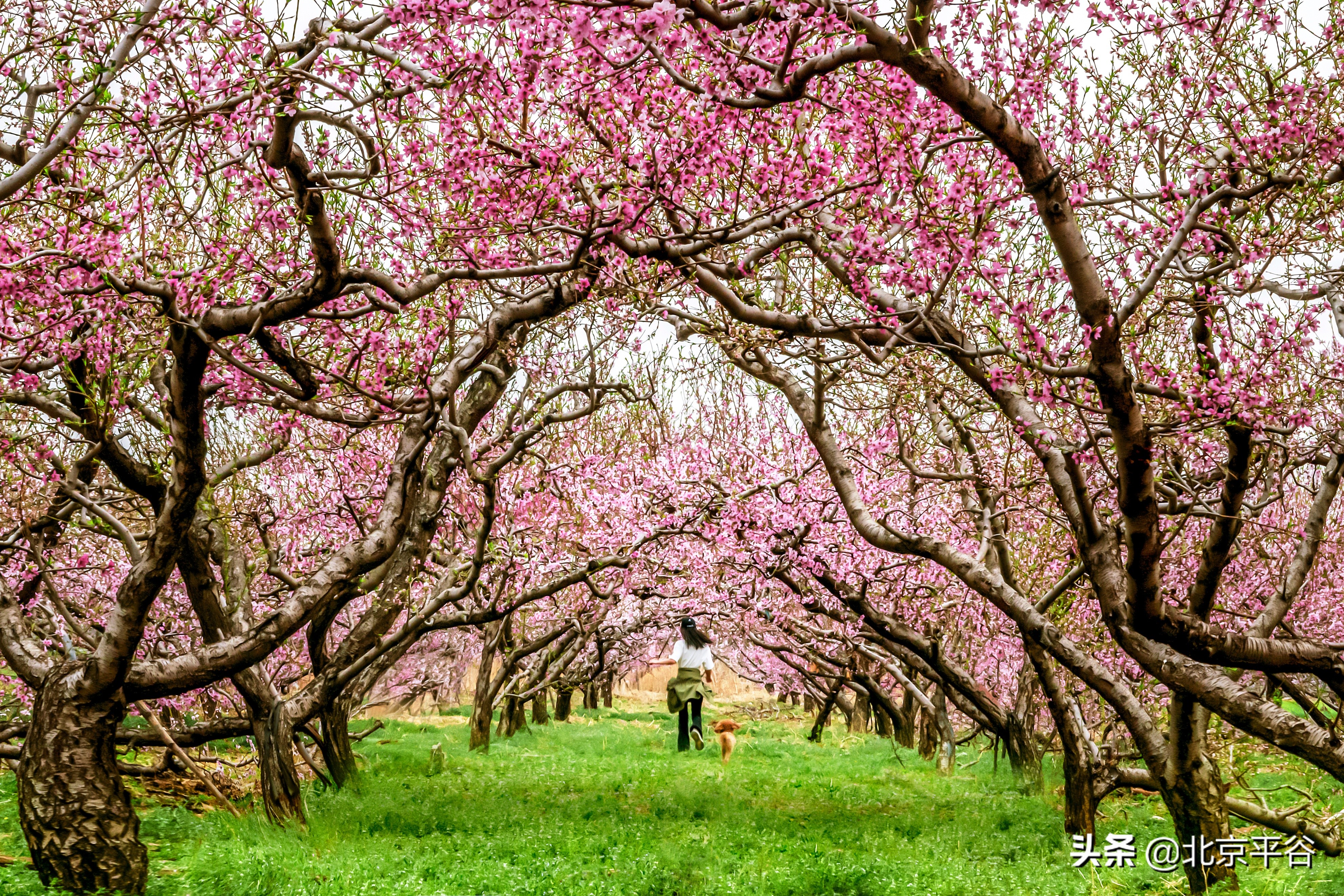 平谷携手阿里巴巴 世界级景观平谷桃花海云上绽放