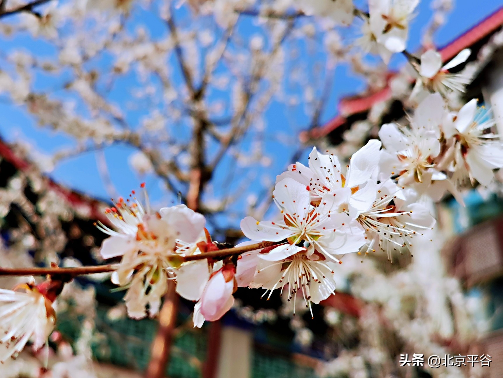 口罩遮住你的脸，却遮不住寻找平谷春天的眼