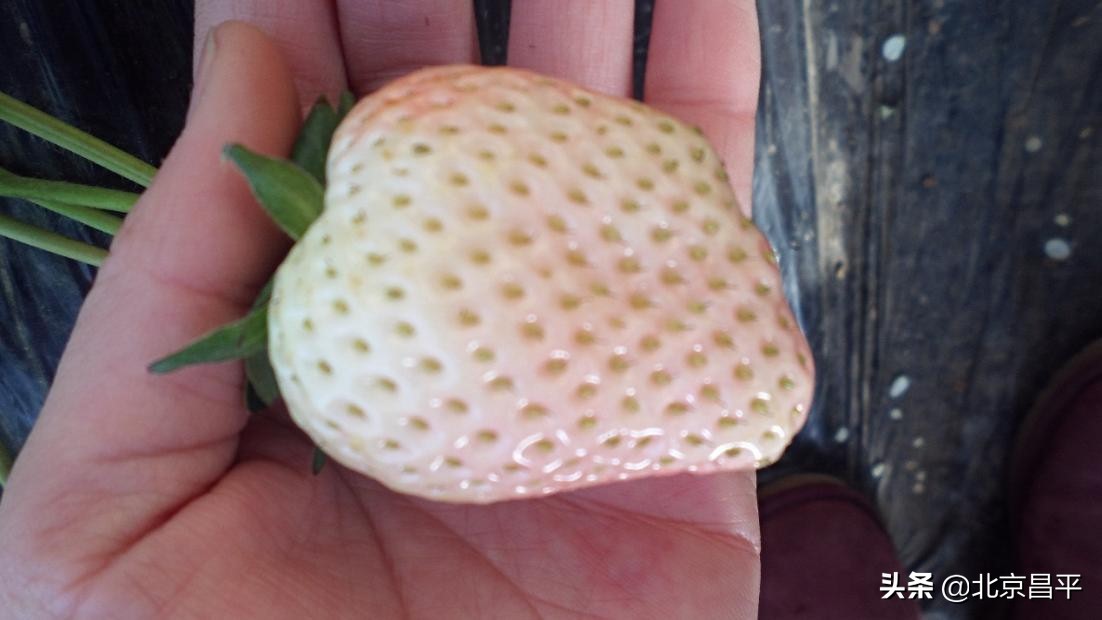 有颜有实力！这颗“白富美”稳坐C位