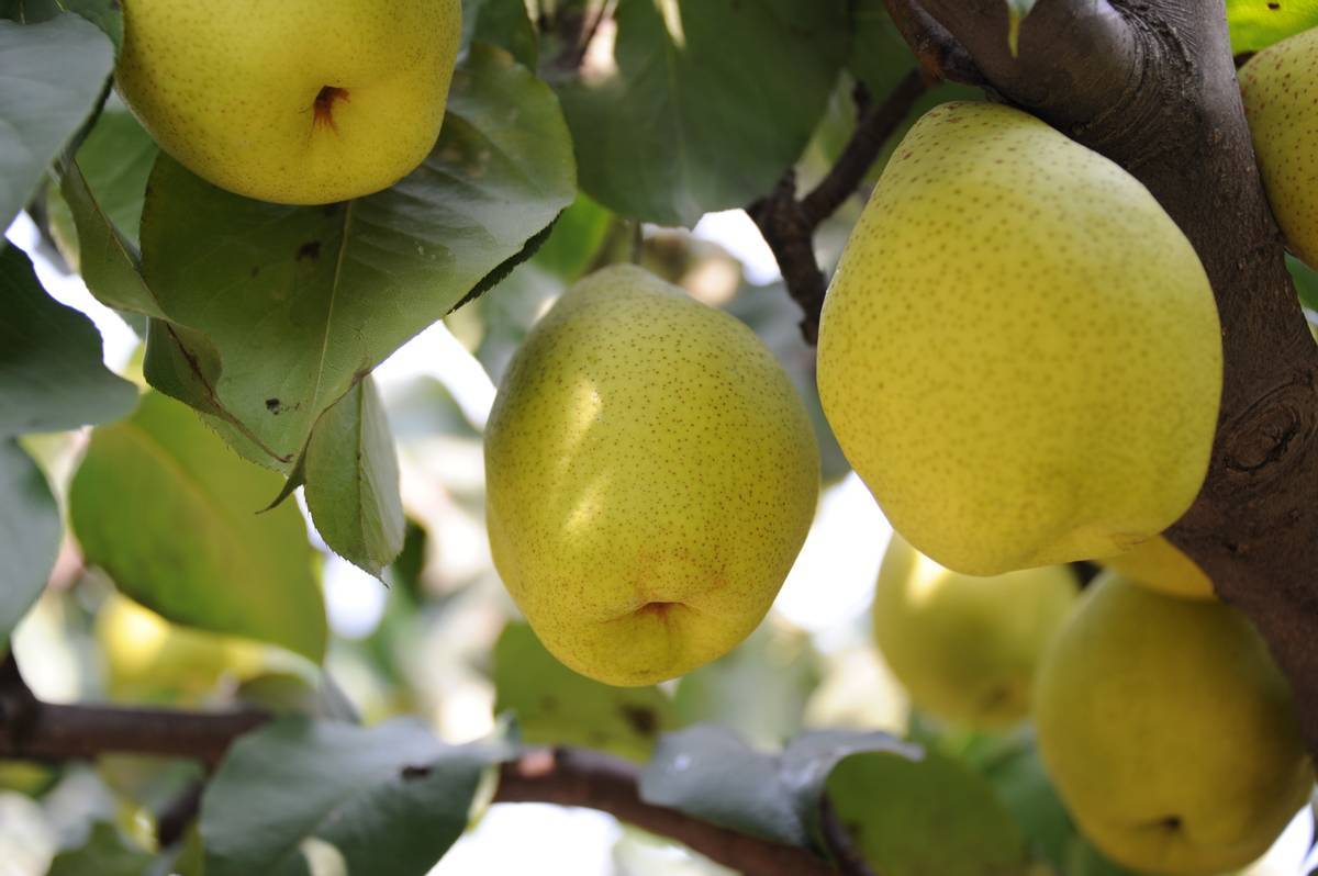 千年古镇不老屯 万亩贡梨喜丰收