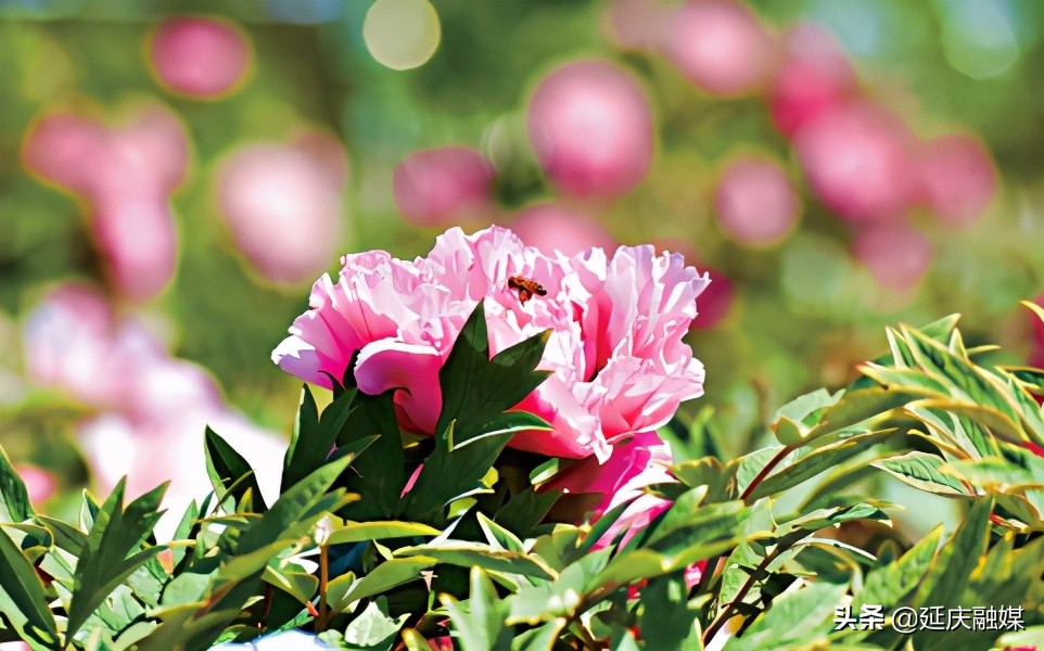 给你美艳暴击，延庆妫州牡丹园牡丹盛放！