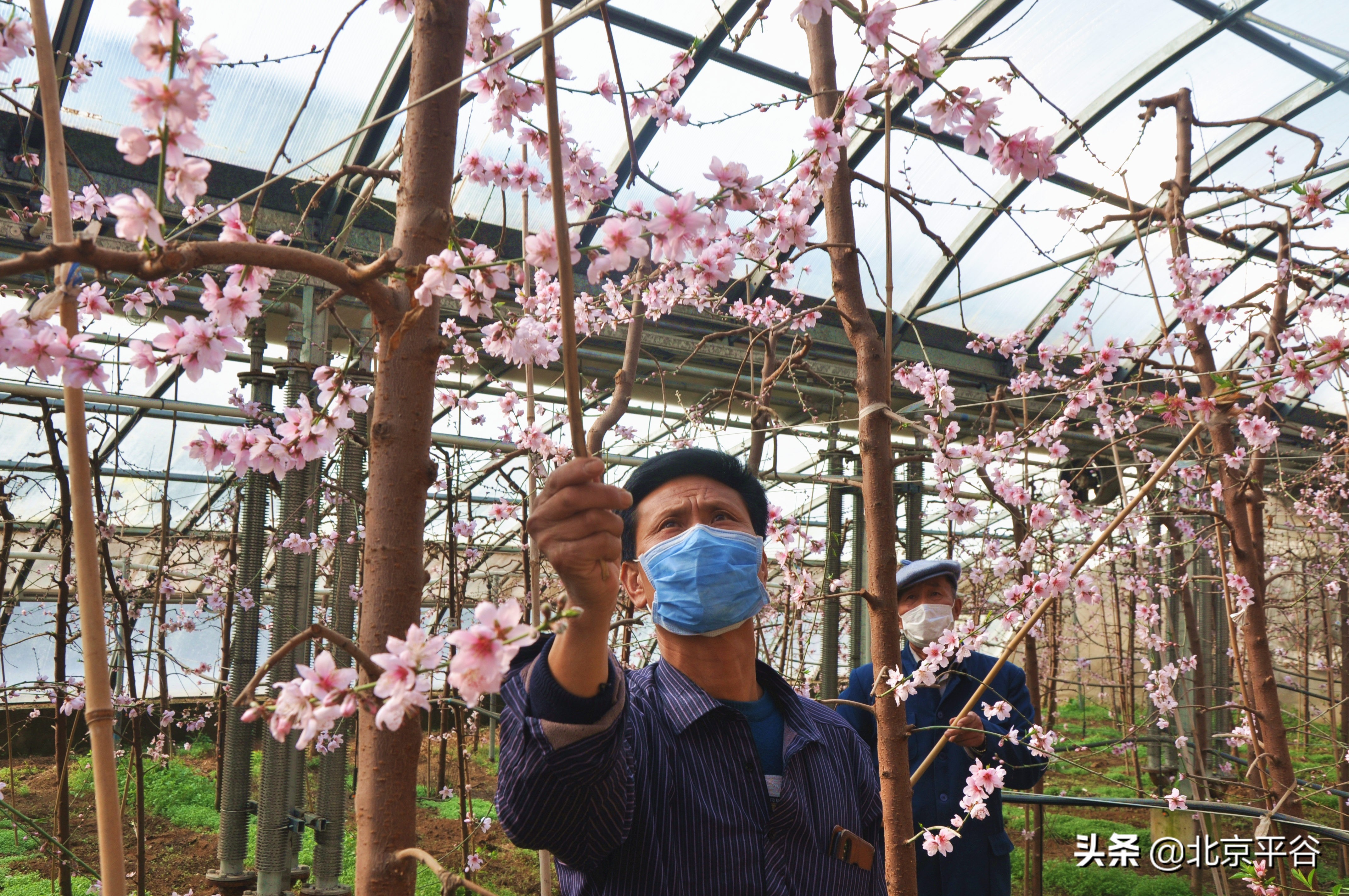 北京平谷抓防控勤春耕两不误