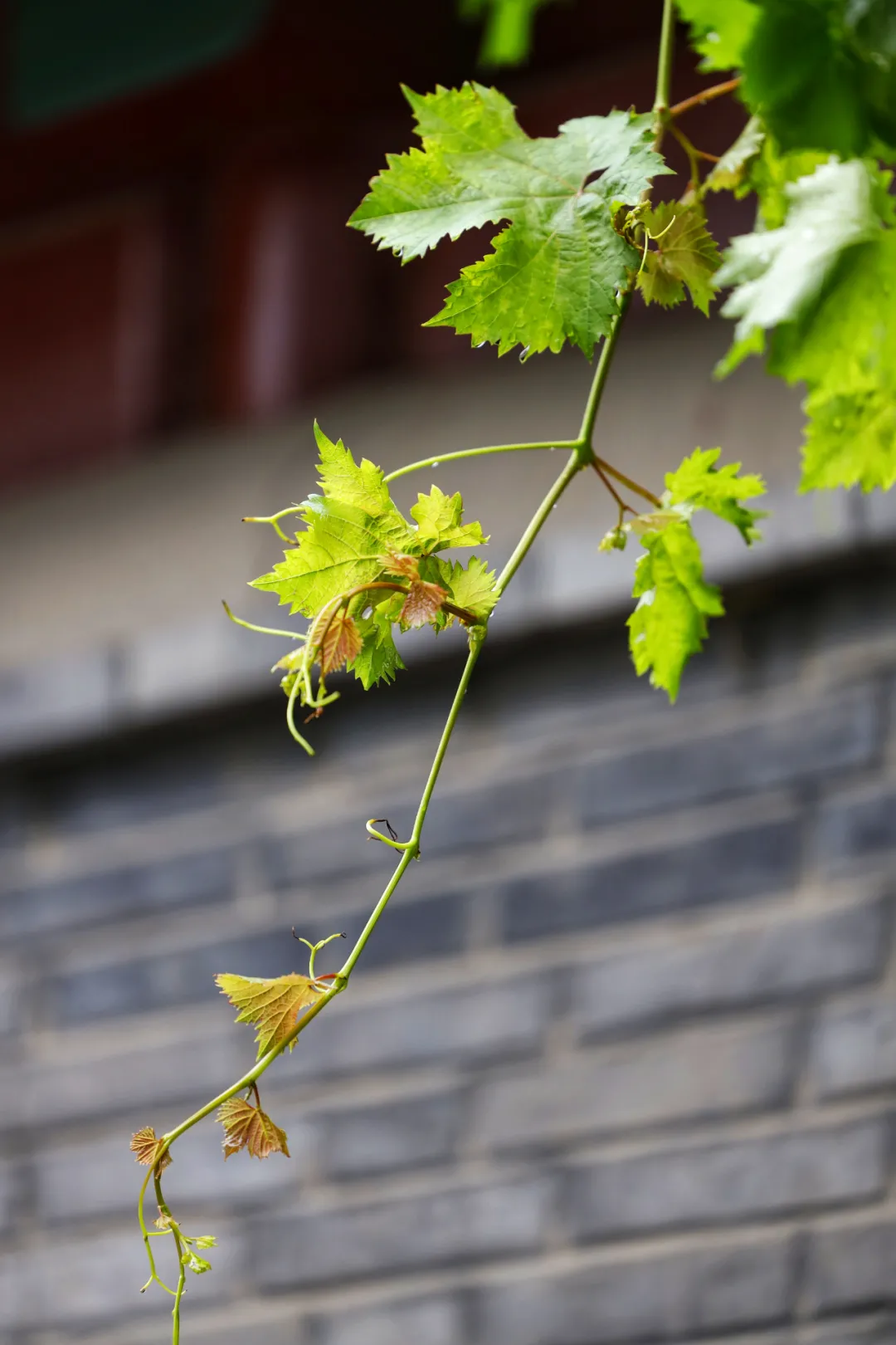 爱我东城 | 京味儿胡同里的“精致”生活