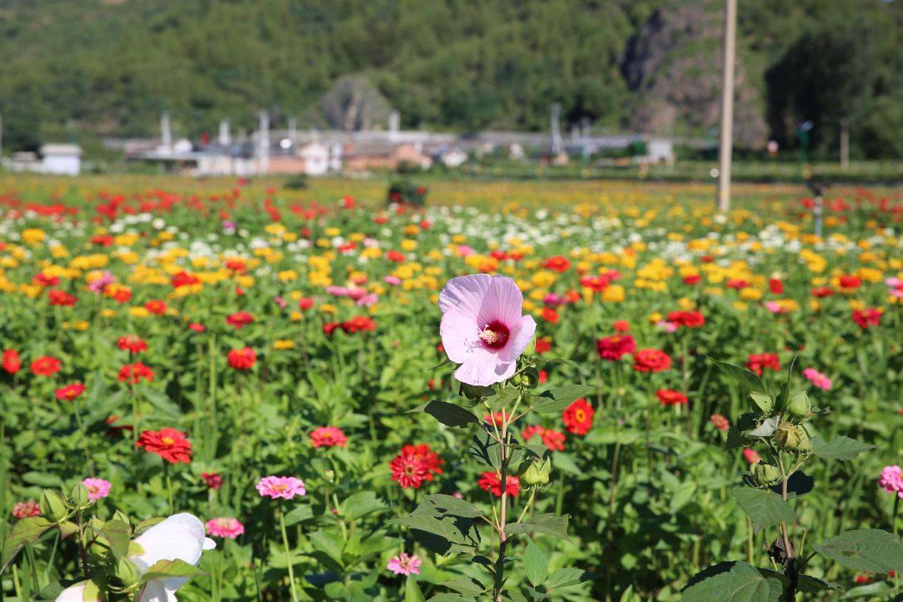 密云区古北口镇迎来市郊铁路怀密线正式开通运营后第一批游客