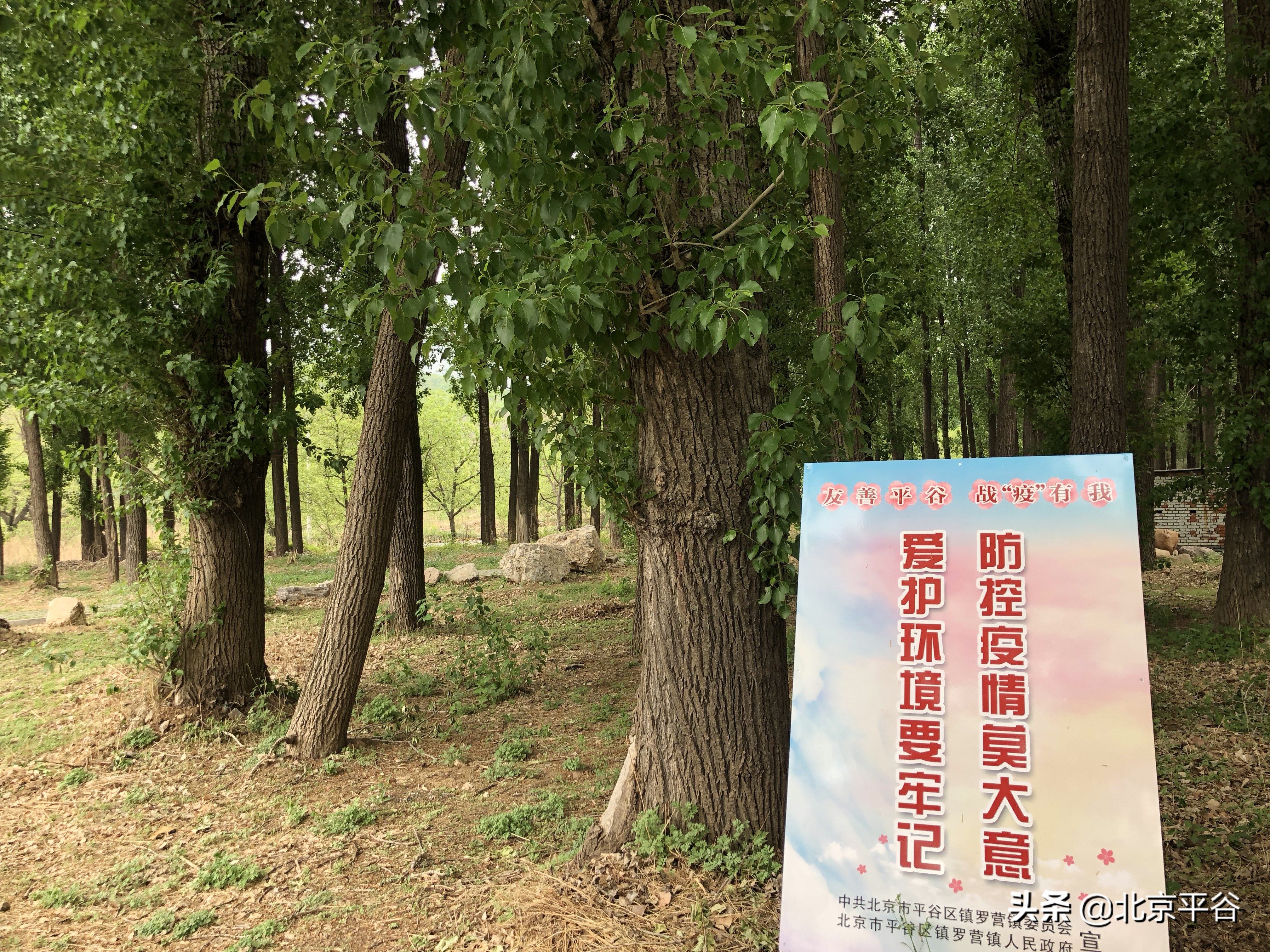 平谷镇罗营镇全力推进民俗旅游复产 助农增收破百万