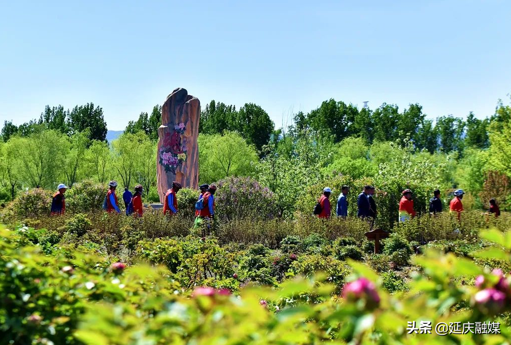 给你美艳暴击，延庆妫州牡丹园牡丹盛放！