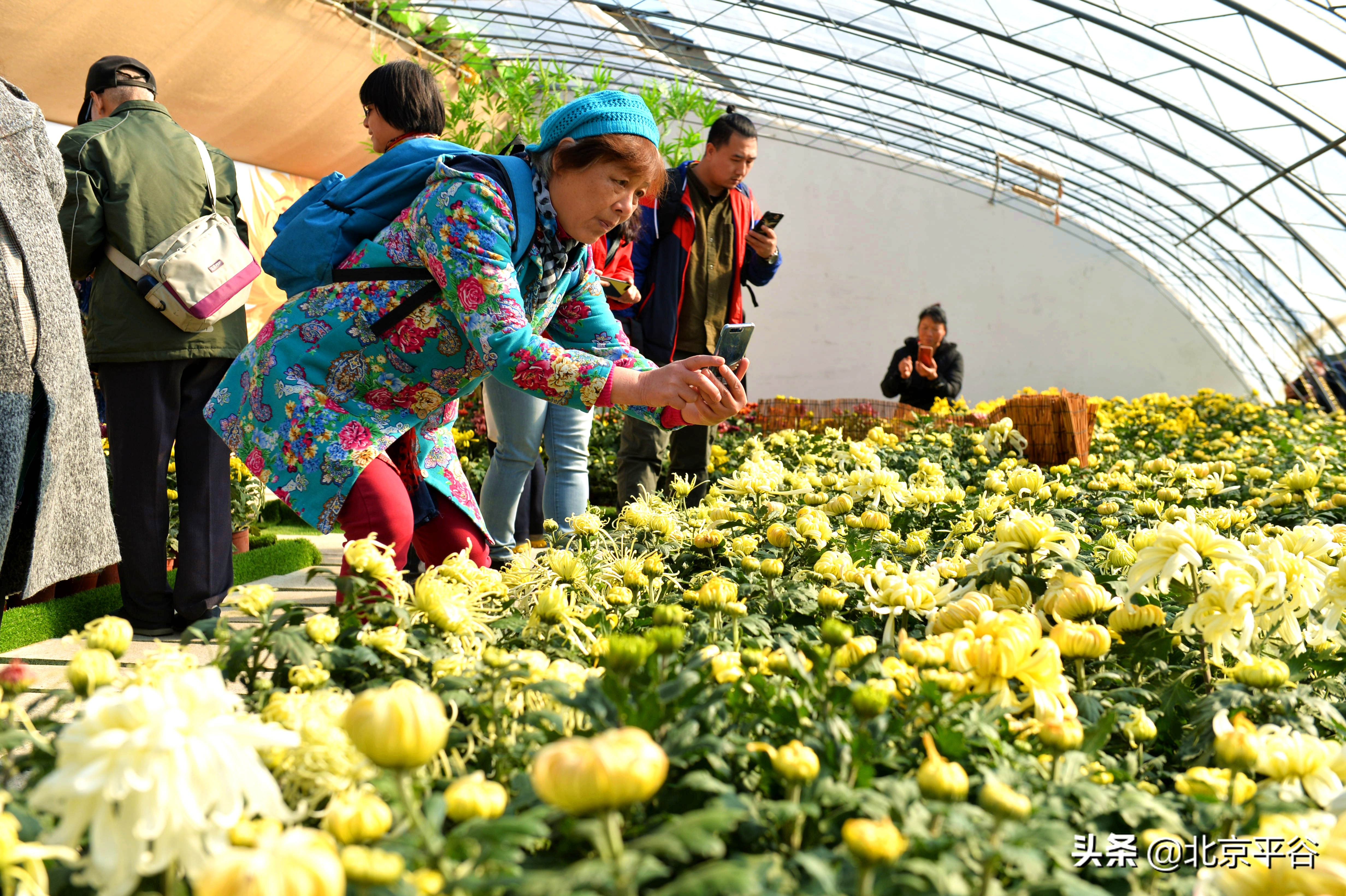 “全新一代食用菊花品种”在平谷区大兴庄镇全国首发