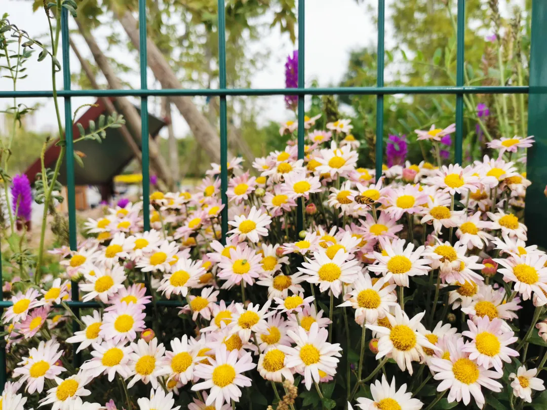 就在明天！衙门口城市森林公园正式开园！又多一个好去处~
