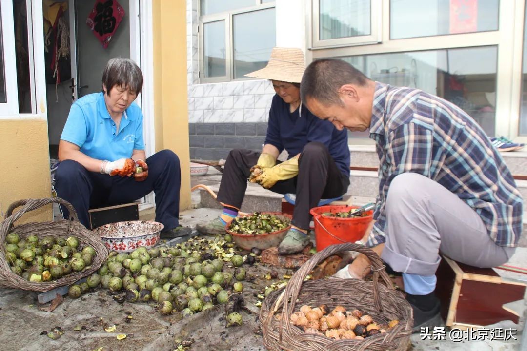 延庆金秋遍地香 庄科核桃丰收忙
