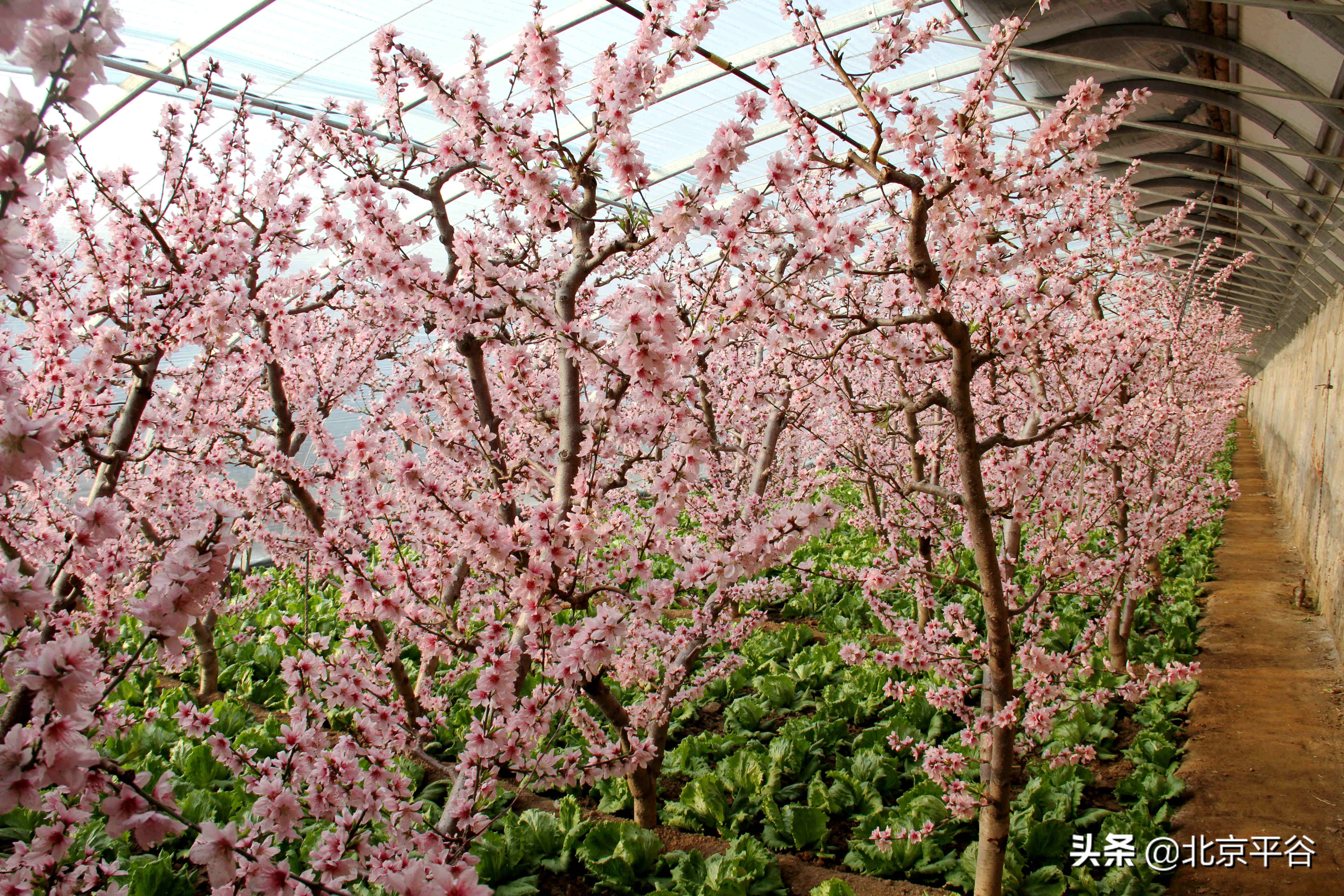 平谷温室桃花朵朵开 竞相绽放春意浓