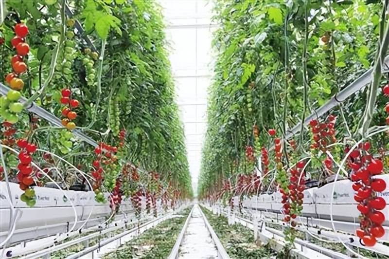 科技赋能海淀“菜篮子”产品从田间到餐桌“智慧相伴”