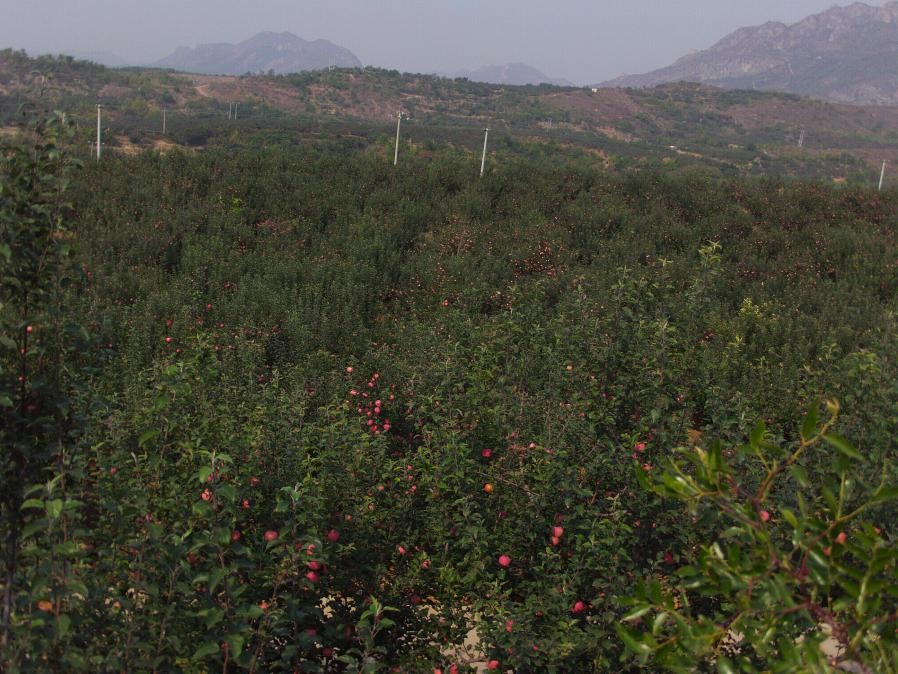 新城子镇启动果园废弃物治理项目