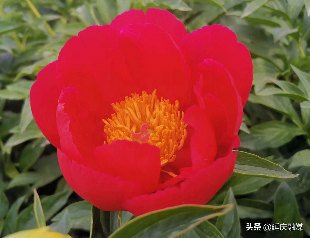 美丽乡村延庆香营乡 芍药花开出致富“新希望”