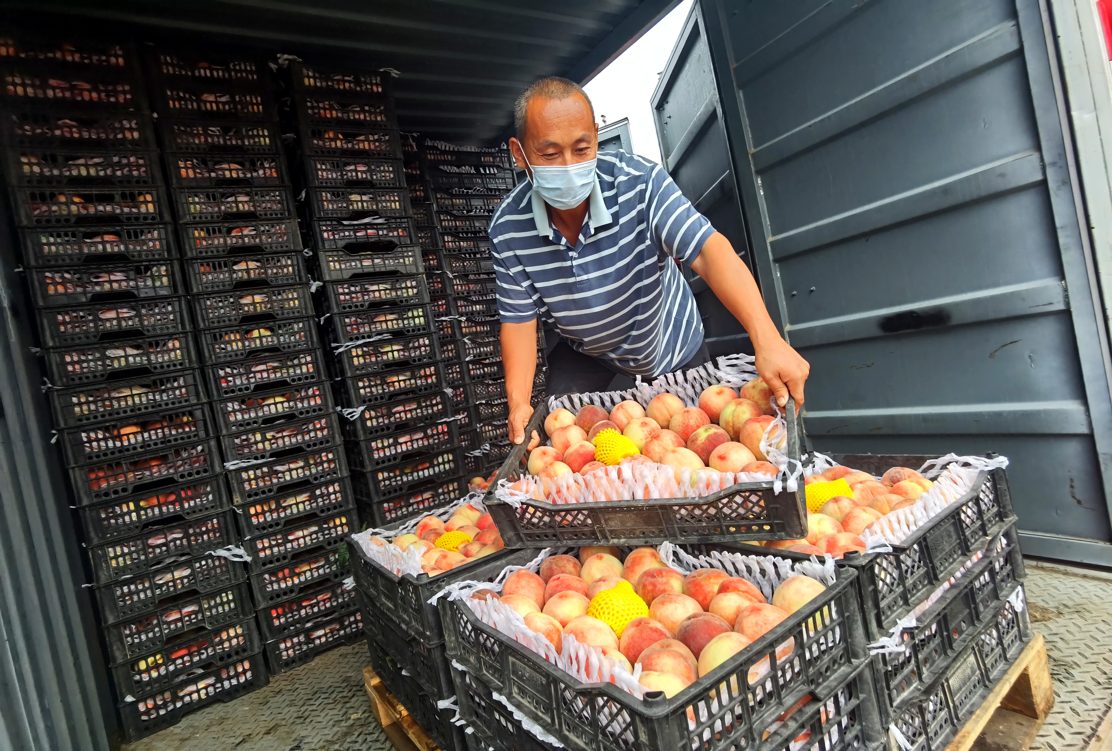 “平谷大桃”在北京新发地市场设立销售专区