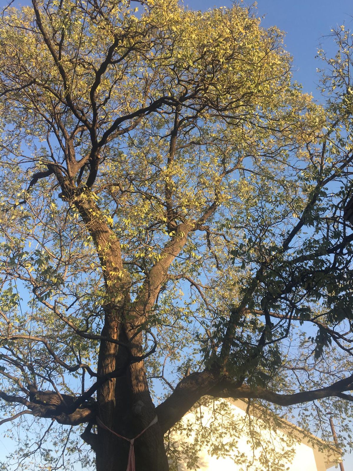 百年古树倾斜，“专家会诊”修复太师屯镇开展古树复壮工作