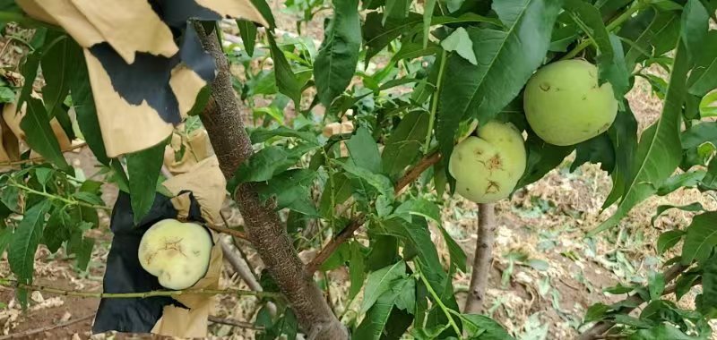 “双保险”解决平谷十万桃农的后顾之忧