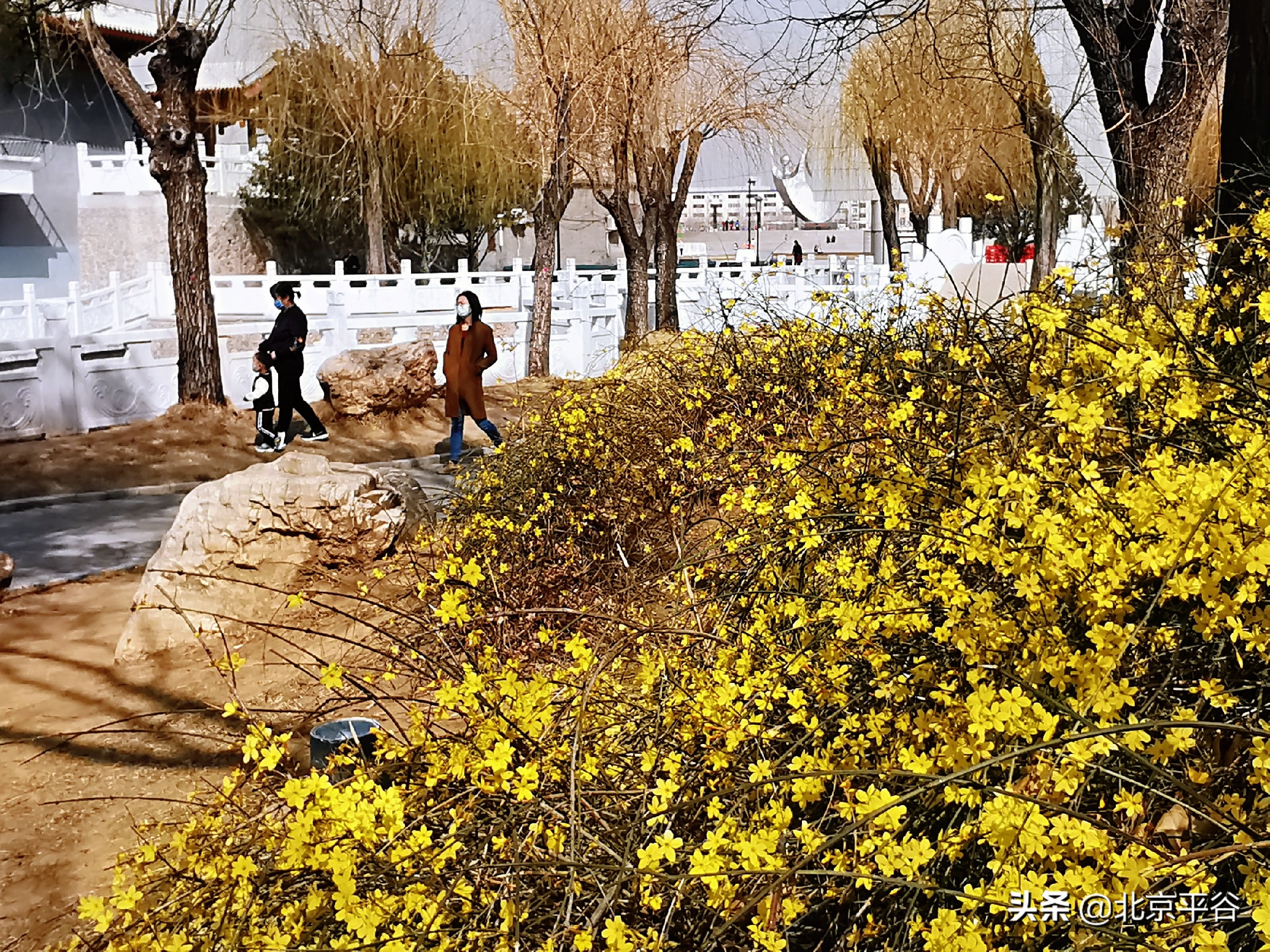 口罩遮住你的脸，却遮不住寻找平谷春天的眼