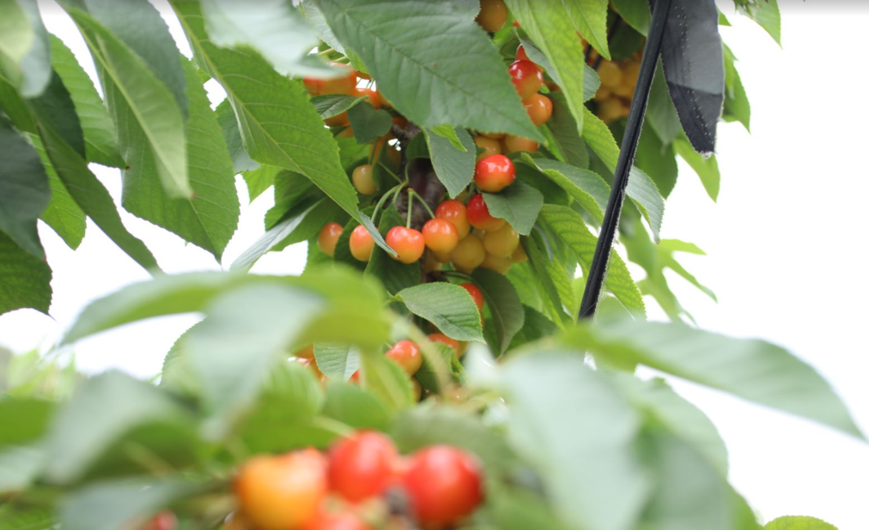 “云”赏好物，“云”上采摘，第七届北京顺义樱桃旅游采摘文化节云推介精彩呈现