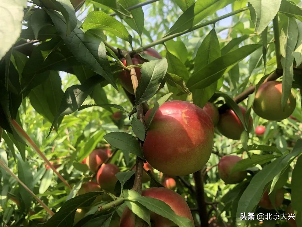 瓜果飘香正当时，大兴富硒水果“抢鲜”上市，快来品尝吧！