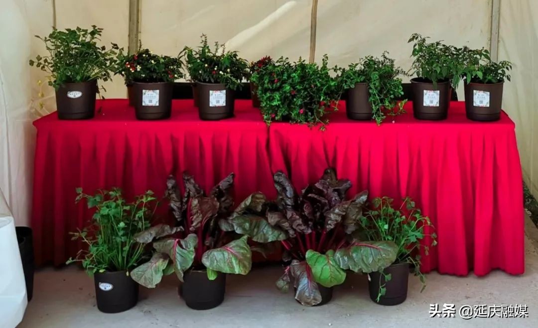 世园会两周年丨延庆区紧抓绿色发展机遇 助推园艺产业发展新动能