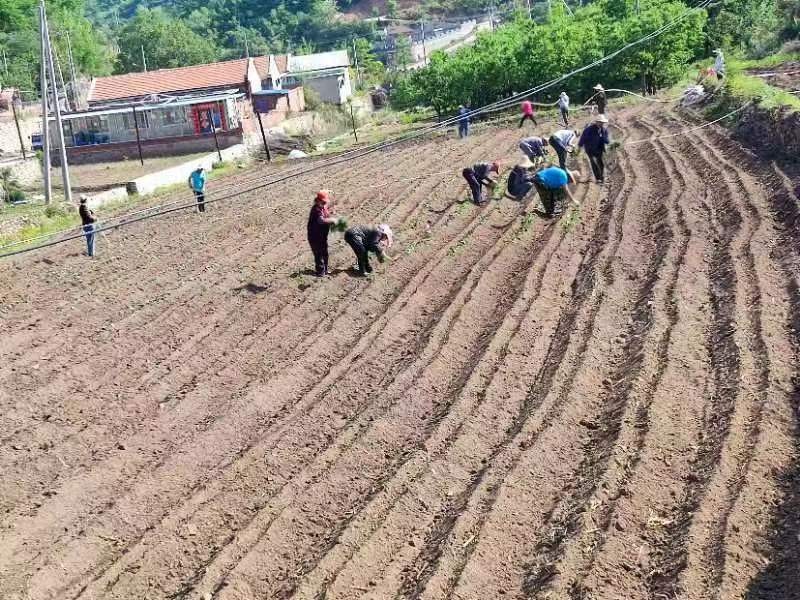 密云区新城子镇土地复耕变良田 助力乡村新发展