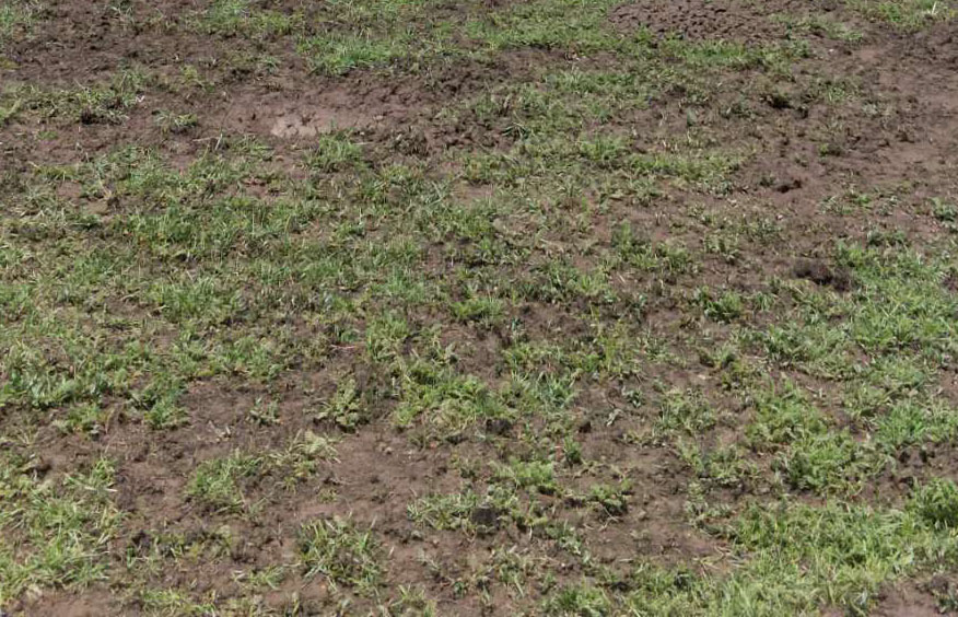 老山街道和珍秦镇携手育草场 同心奔小康