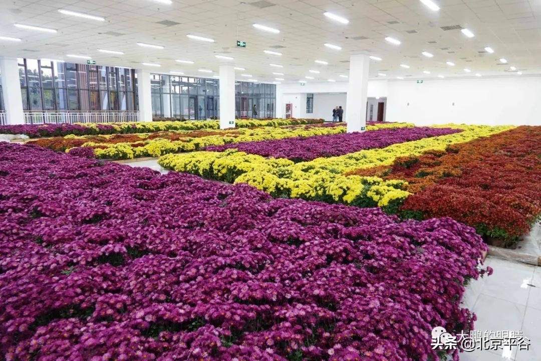 打造农村综合体！这个秋天，遇见平谷“大美周庄”