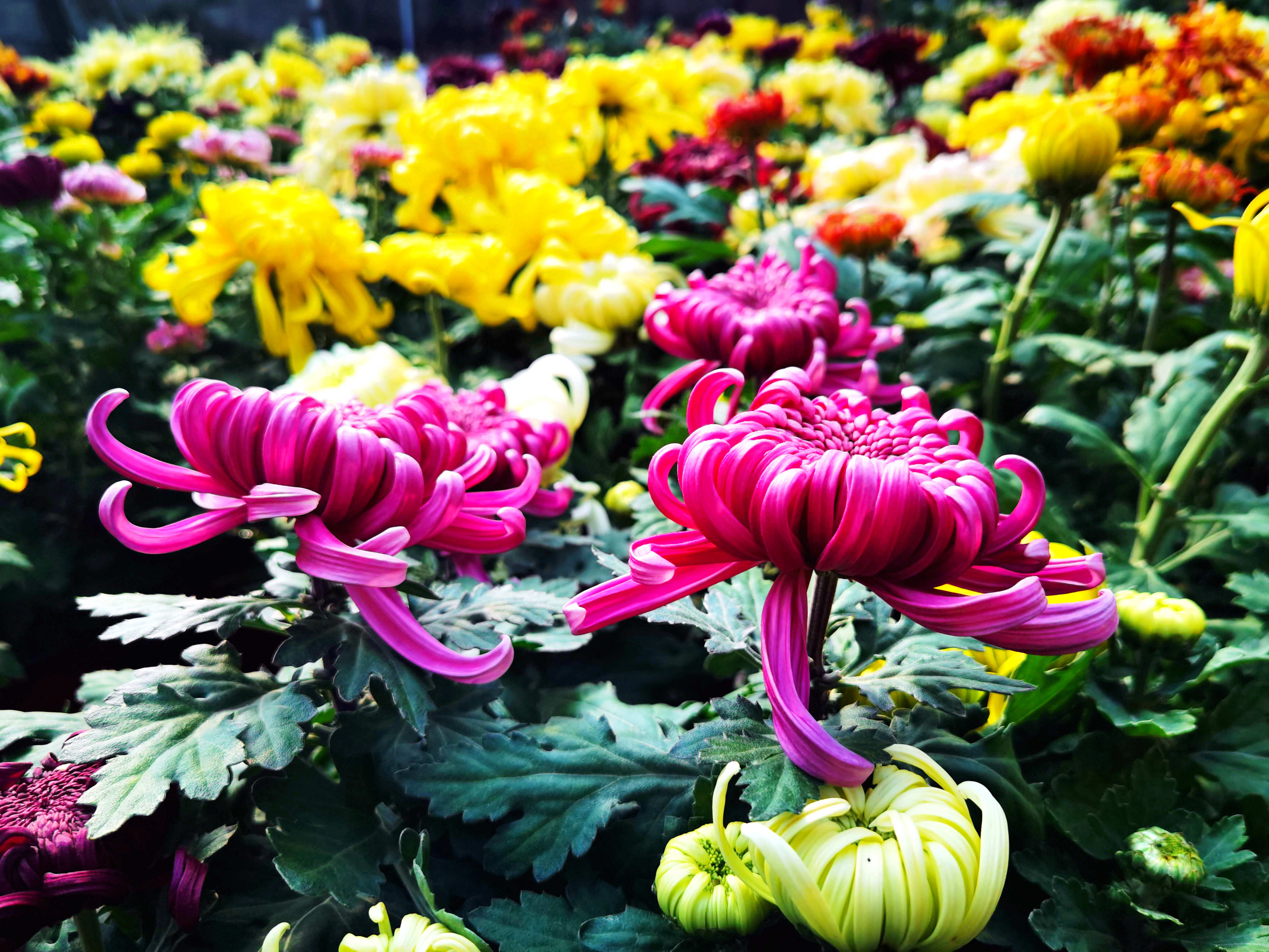 平谷区大兴庄镇迎来菊花季 300余亩食用菊花陆续上市