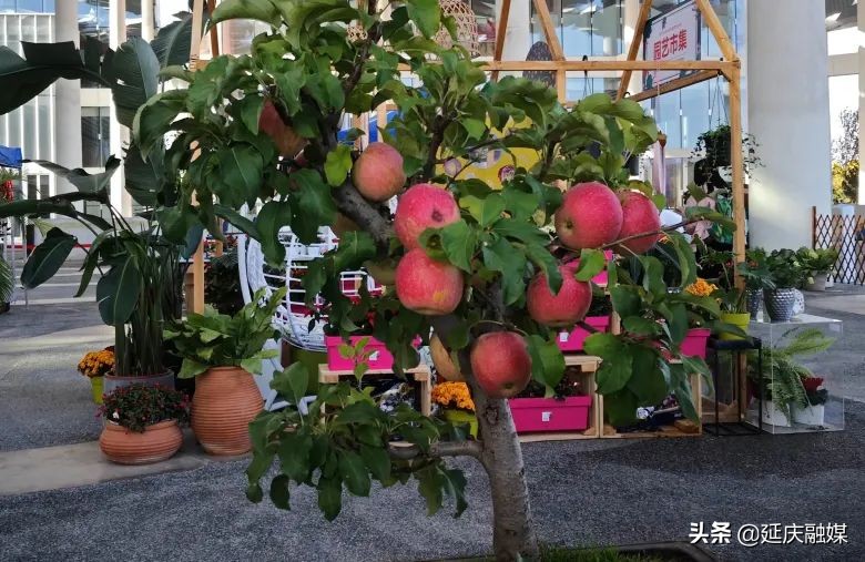 世园会两周年丨延庆区紧抓绿色发展机遇 助推园艺产业发展新动能