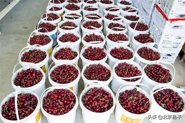 十三陵镇：打通“绿色通道” ，护航樱桃销售！