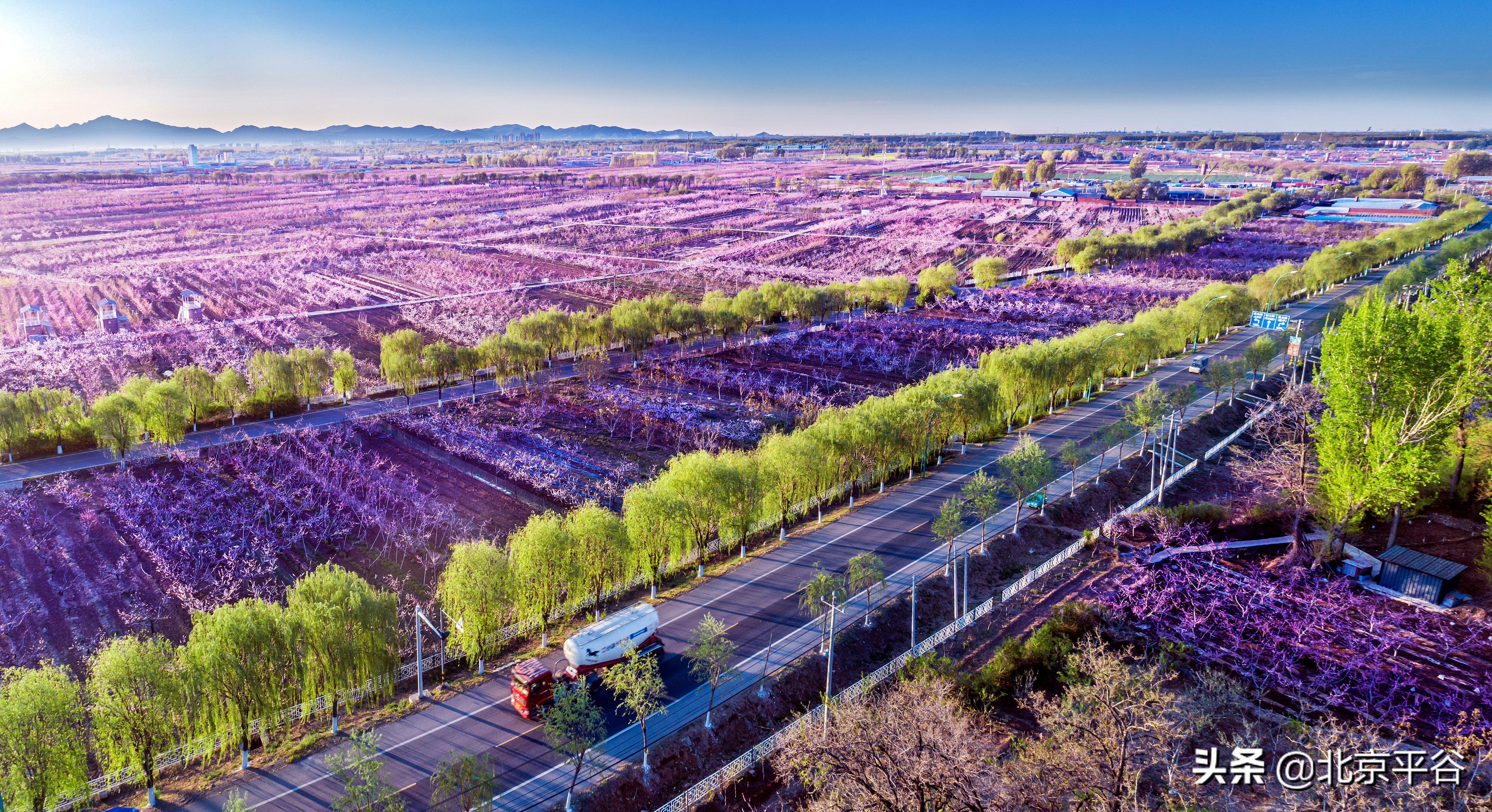 平谷携手阿里巴巴 世界级景观平谷桃花海云上绽放