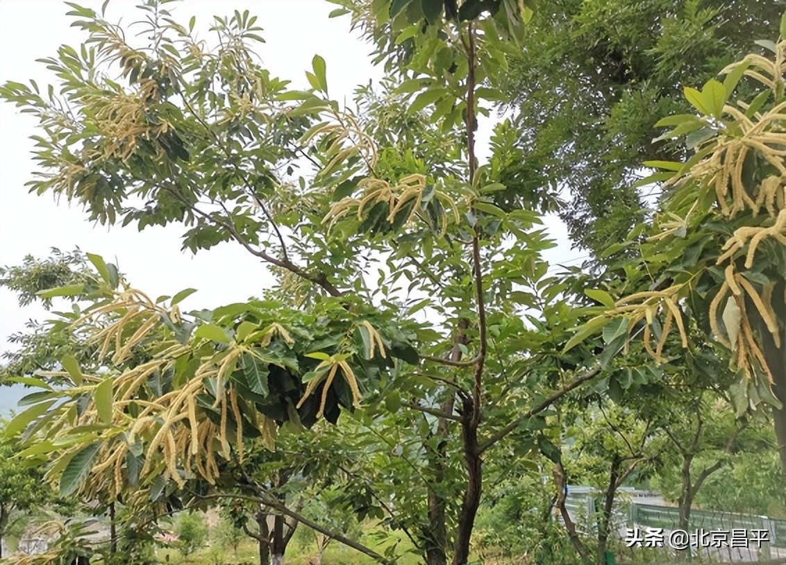 花香景美！昌平区延寿镇万亩板栗花开，香飘四野