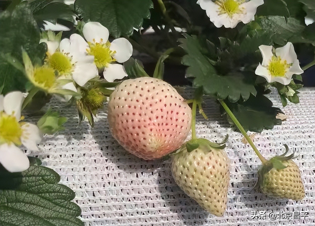 有颜有实力！这颗“白富美”稳坐C位