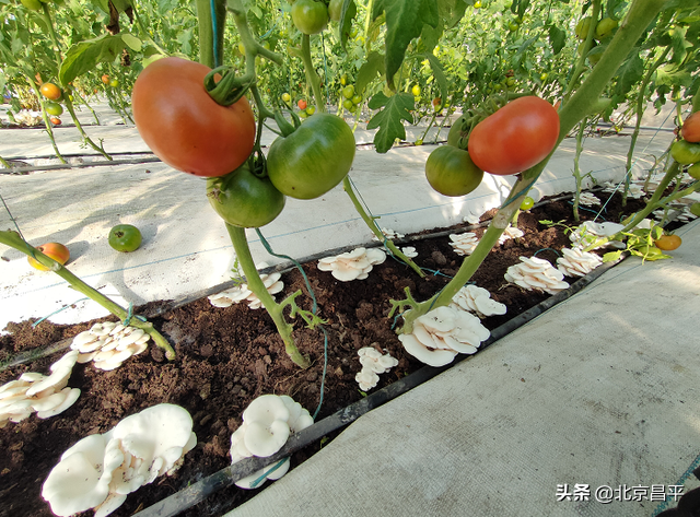 番茄套种小白玉菇！今年，市民来昌平采摘有了新选择