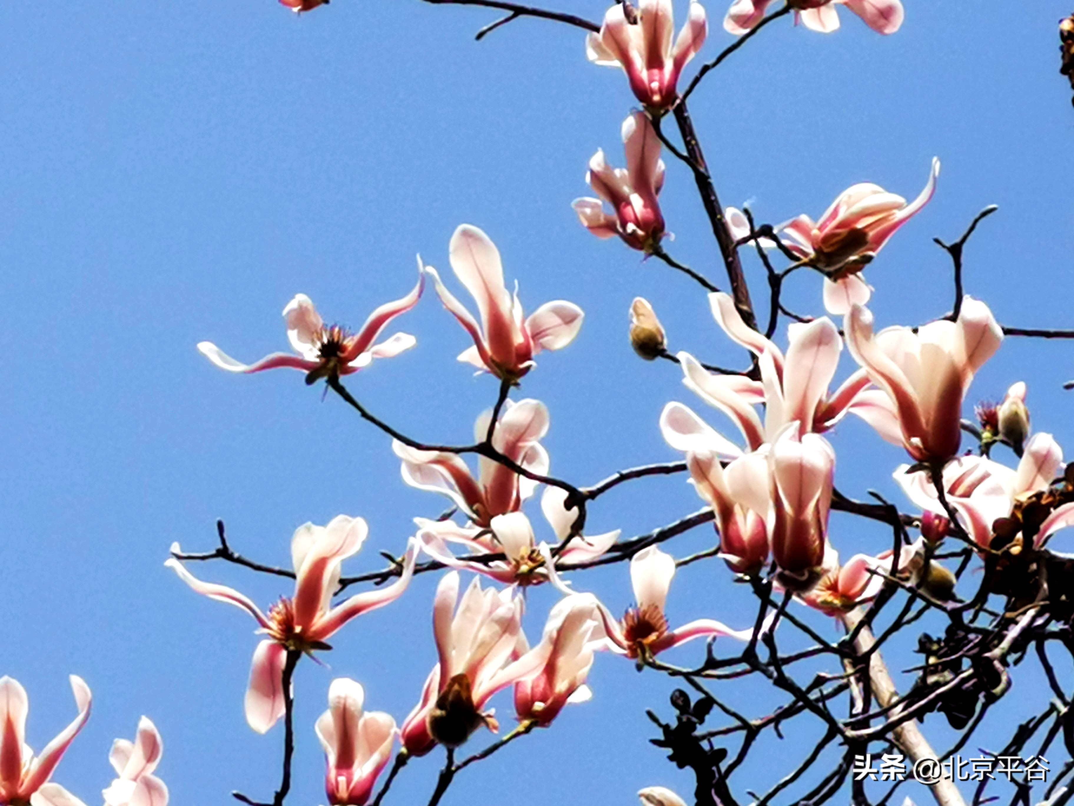 口罩遮住你的脸，却遮不住寻找平谷春天的眼