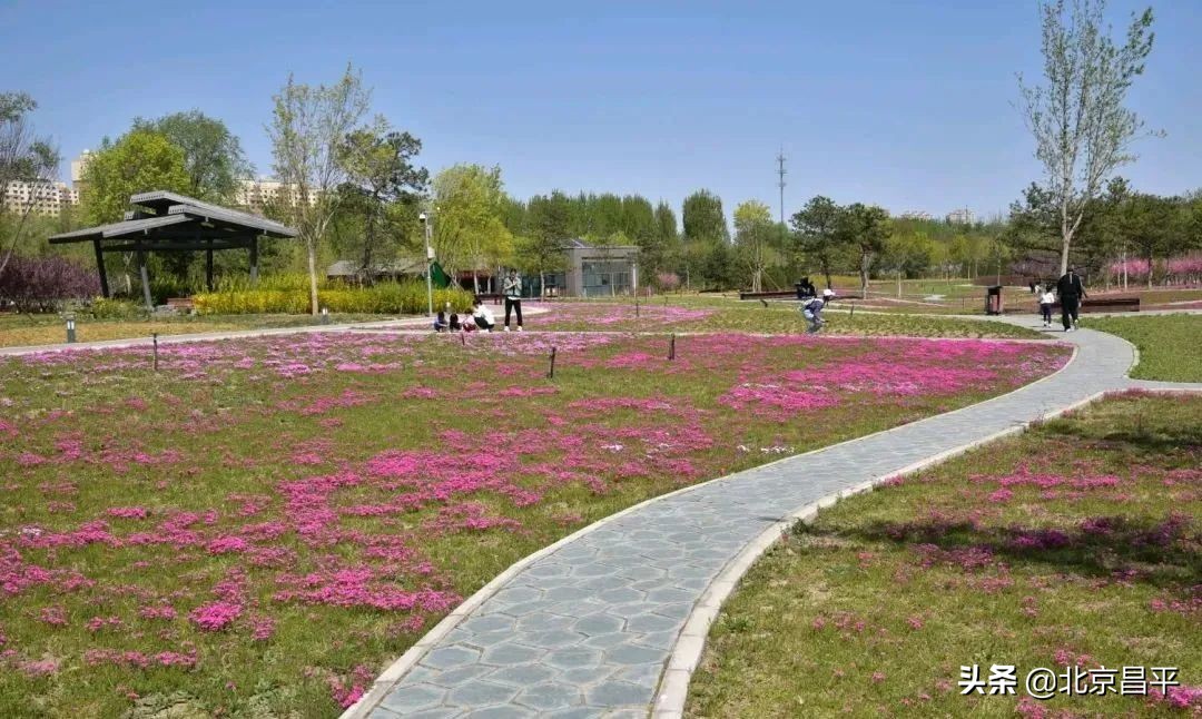 花开正艳！快来昌平这个公园邂逅“粉紫色花海”