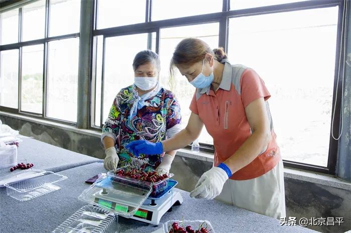 十三陵镇：打通“绿色通道” ，护航樱桃销售！