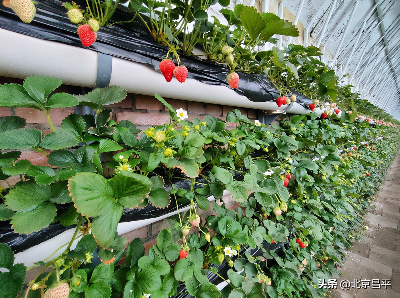 昌平头茬草莓熟了，可以采摘啦