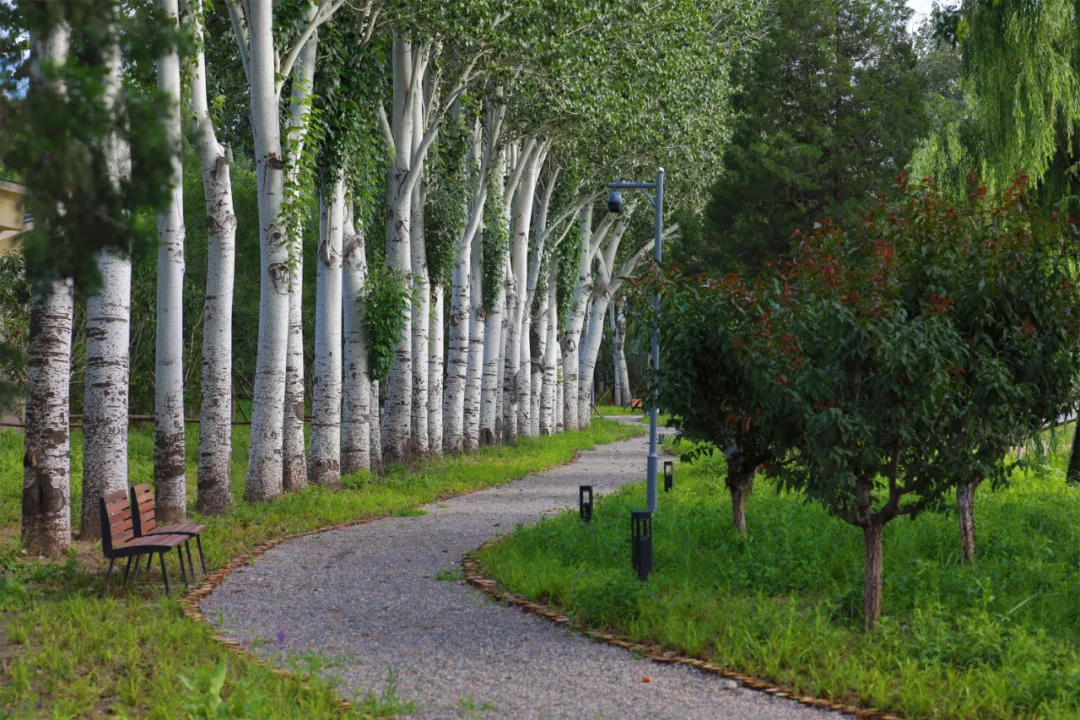 摩天轮回来了！龙潭中湖公园今天开园，免费！