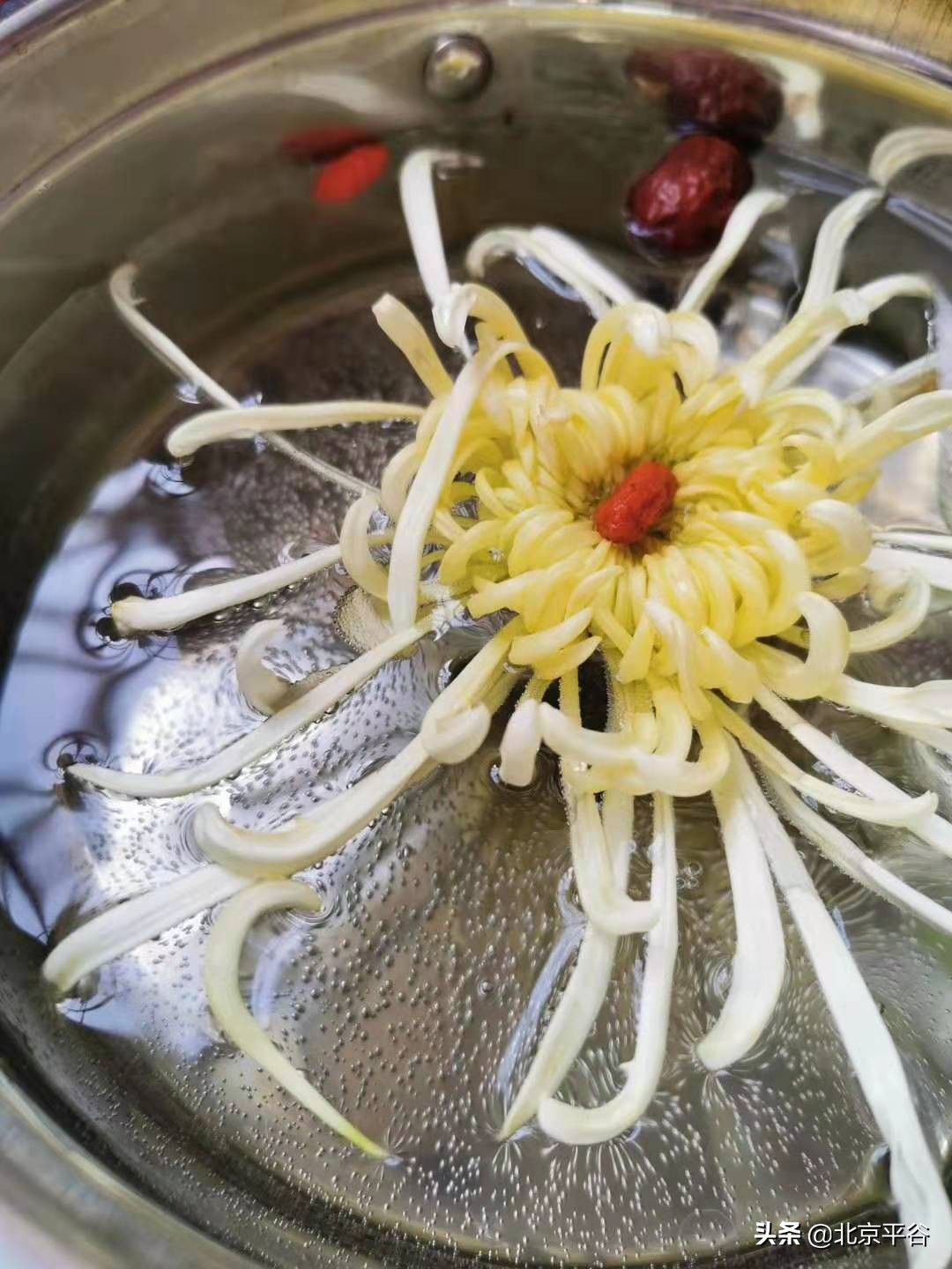 “全新一代食用菊花品种”在平谷区大兴庄镇全国首发