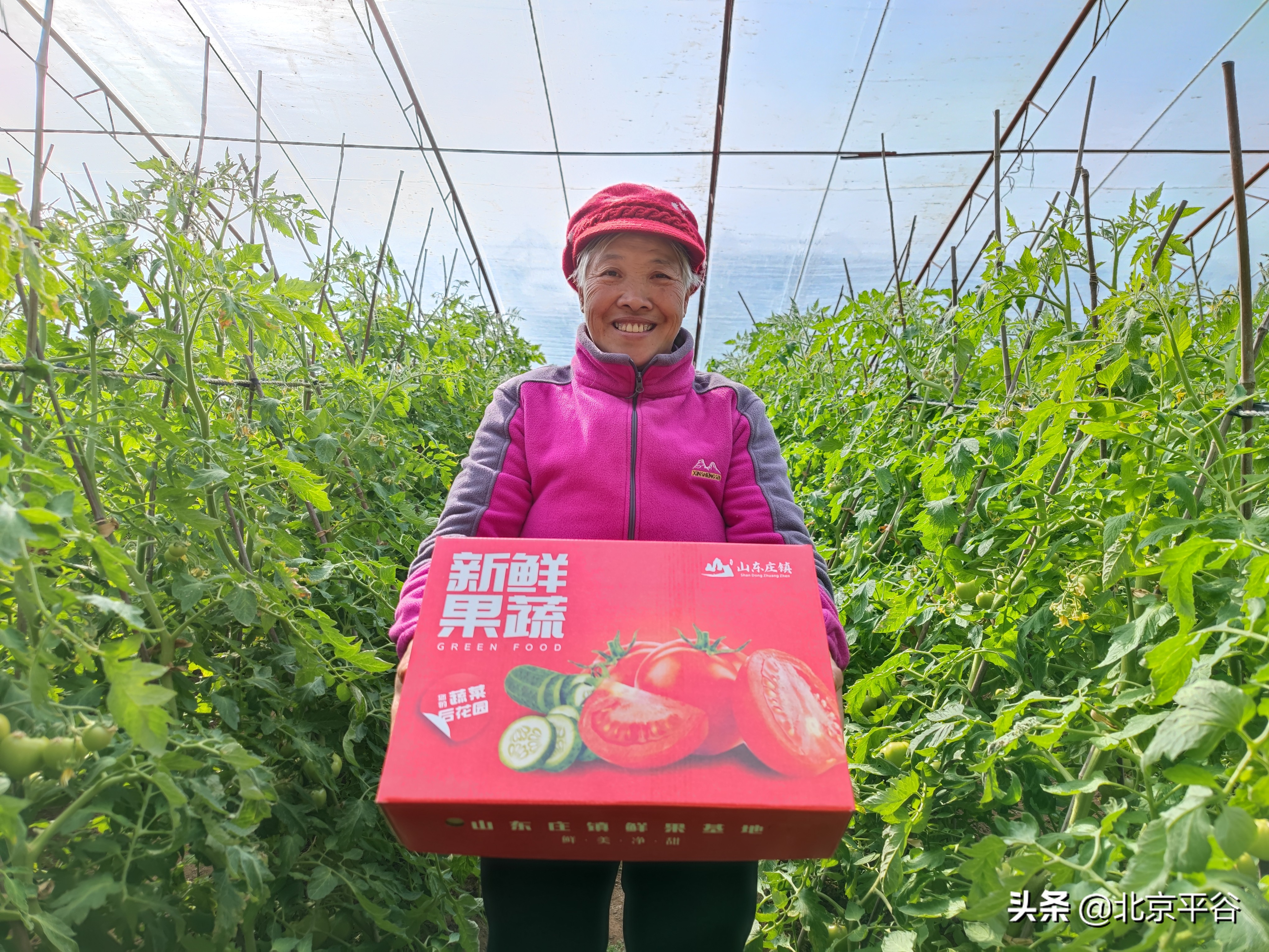 平谷山东庄镇西红柿迎来成熟季