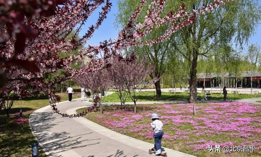 花开正艳！快来昌平这个公园邂逅“粉紫色花海”