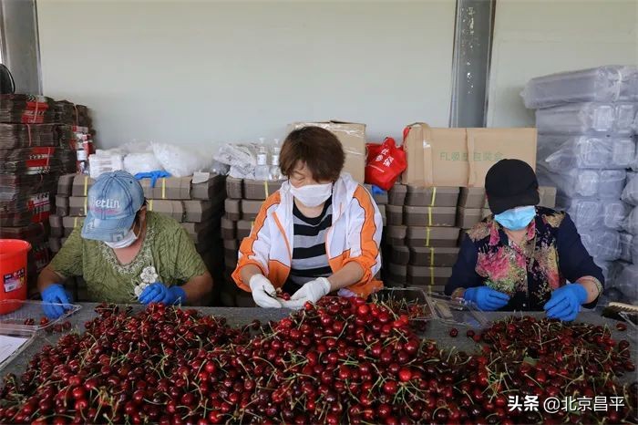 十三陵镇：打通“绿色通道” ，护航樱桃销售！